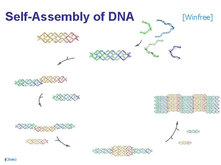 Self-Assembly of DNA (Chen) [Winfree] 4 
