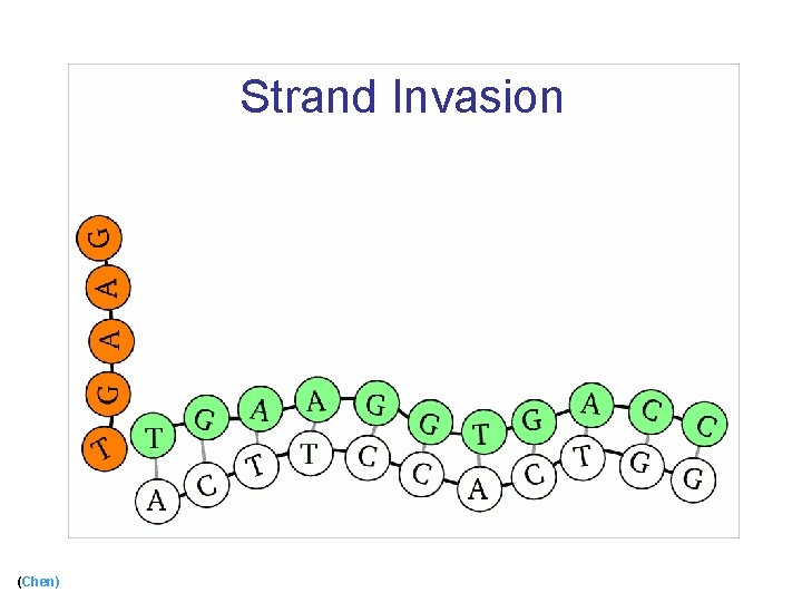 Strand Invasion (Chen) 