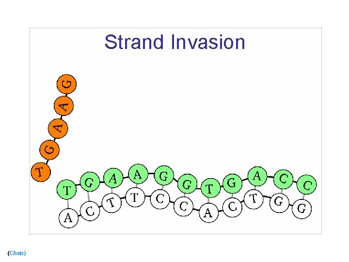 Strand Invasion (Chen) 