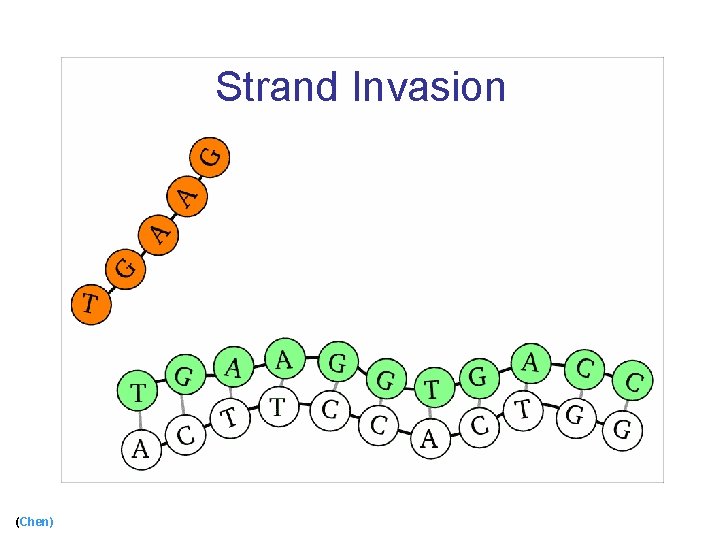 Strand Invasion (cont) (Chen) 