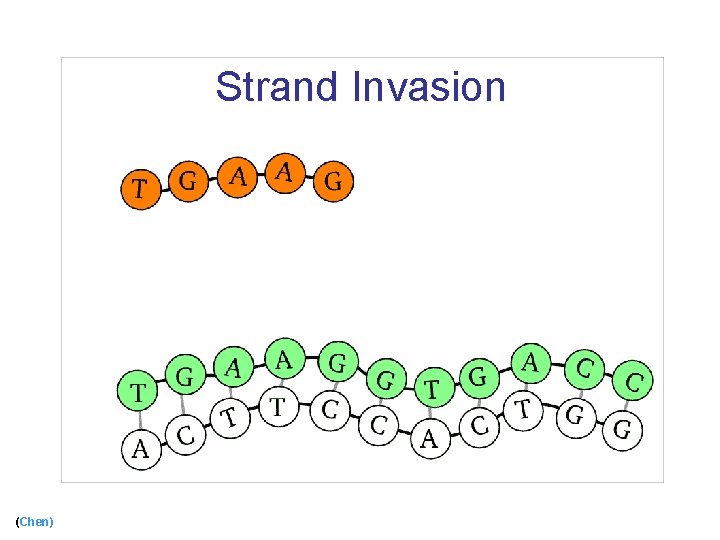 Strand Invasion (Chen) 