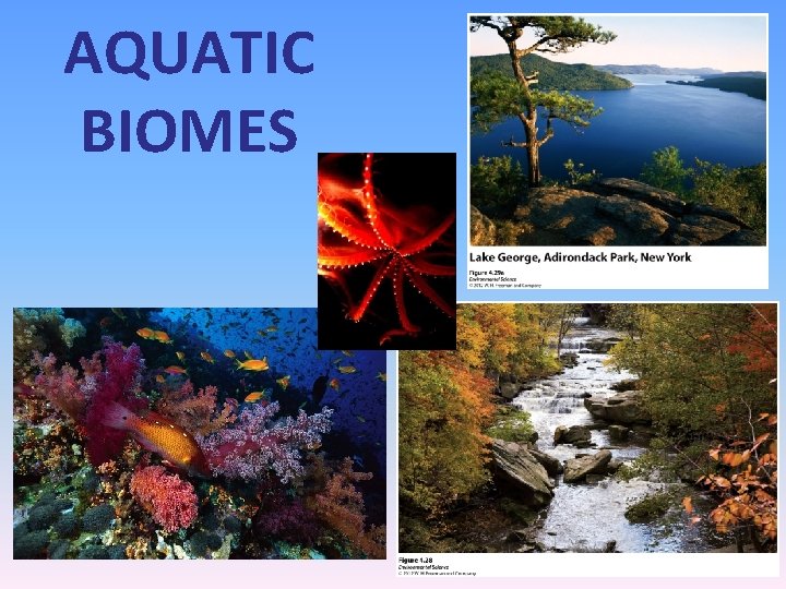 AQUATIC BIOMES 