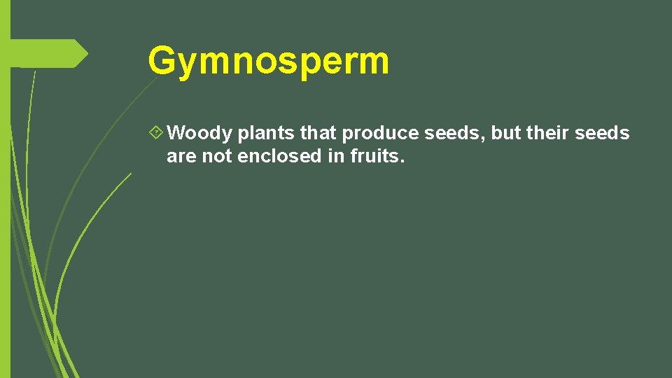 Gymnosperm Woody plants that produce seeds, but their seeds are not enclosed in fruits.