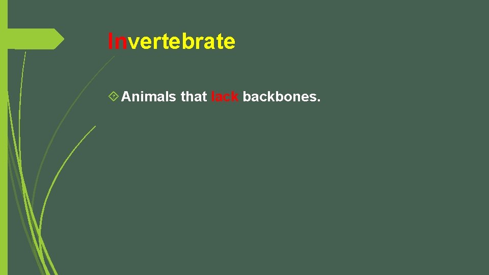 Invertebrate Animals that lack backbones. 