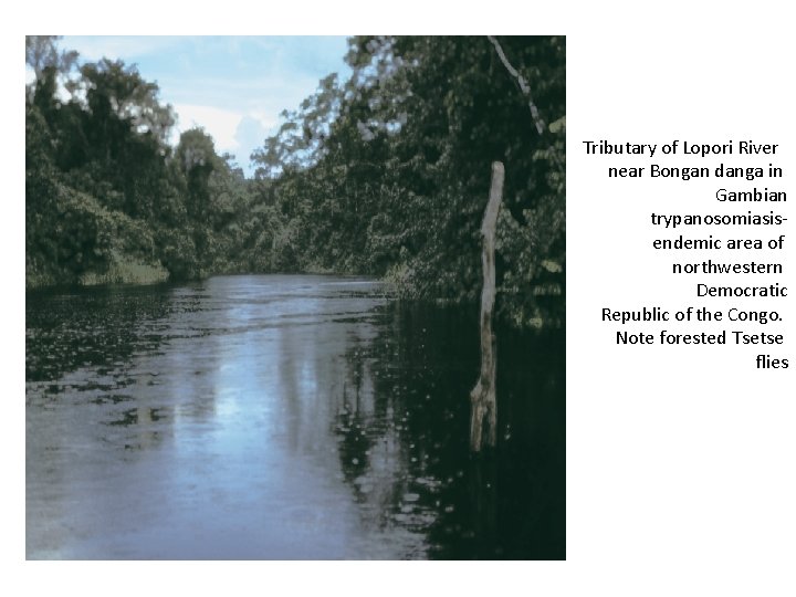 Tributary of Lopori River near Bongan danga in Gambian trypanosomiasisendemic area of northwestern Democratic