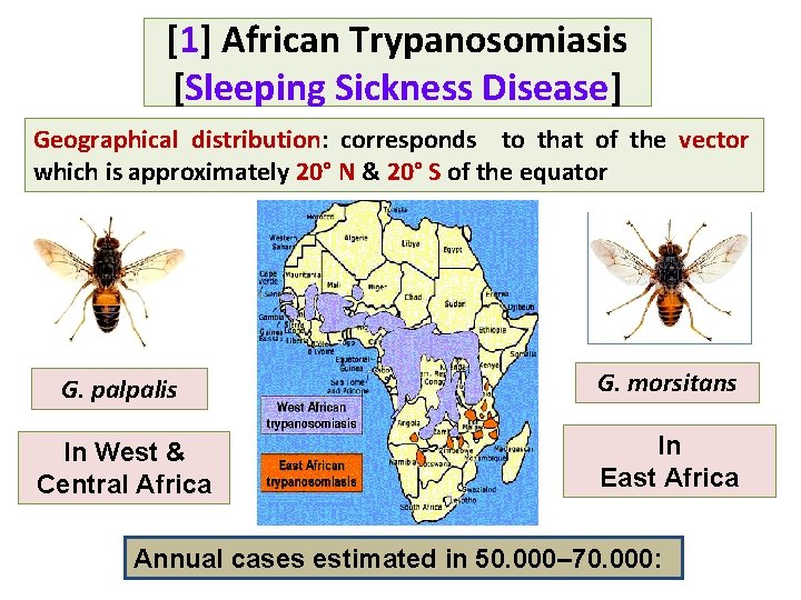 [1] African Trypanosomiasis [Sleeping Sickness Disease] Geographical distribution: corresponds to that of the vector