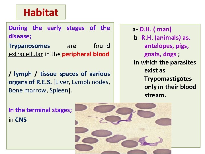 Habitat During the early stages of the disease; Trypanosomes are found extracellular in the