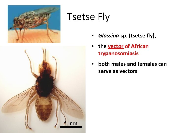 Tsetse Fly • Glossina sp. (tsetse fly), • the vector of African trypanosomiasis •