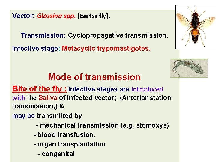 Vector: Glossina spp. [tse fly], Transmission: Cyclopropagative transmission. Infective stage: Metacyclic trypomastigotes. Mode of