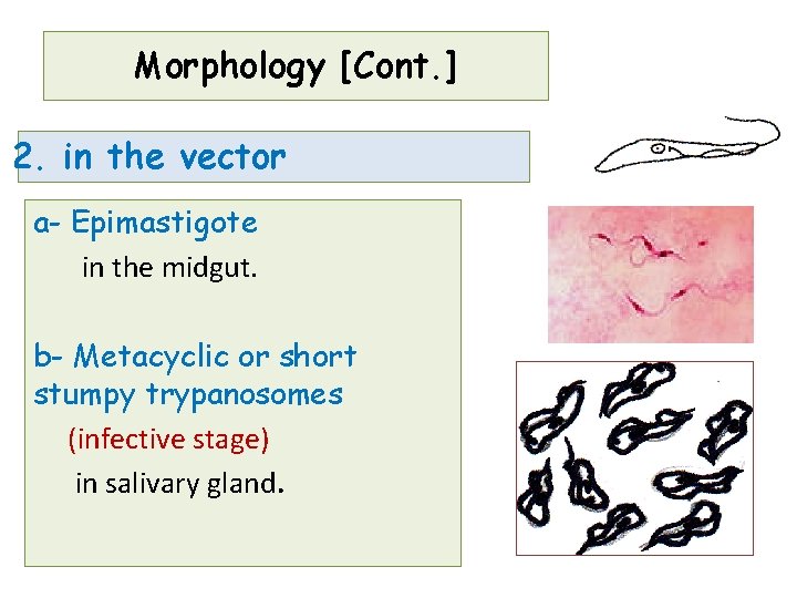 Morphology [Cont. ] 2. in the vector a- Epimastigote in the midgut. b- Metacyclic
