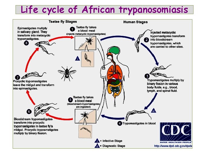 Life cycle of African trypanosomiasis 