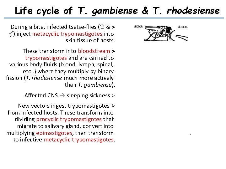 Life cycle of T. gambiense & T. rhodesiense During a bite, infected tsetse-flies (♀