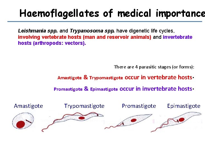 Haemoflagellates of medical importance Leishmania spp. and Trypanosoma spp. have digenetic life cycles, involving