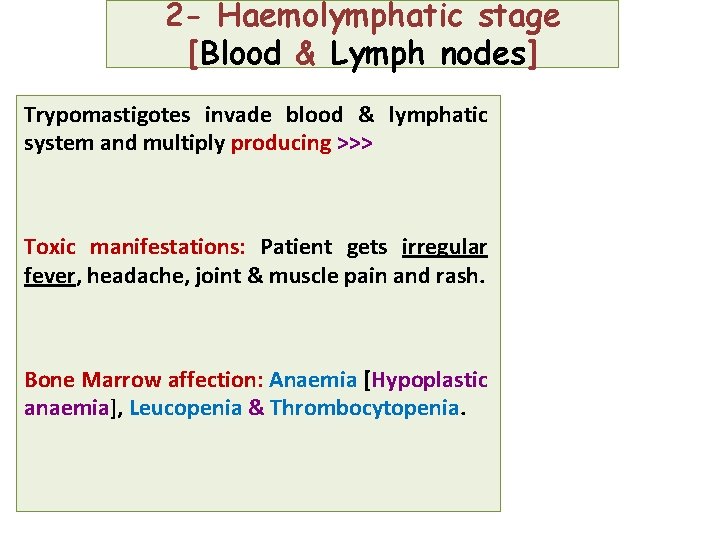 2 - Haemolymphatic stage [Blood & Lymph nodes] Trypomastigotes invade blood & lymphatic system