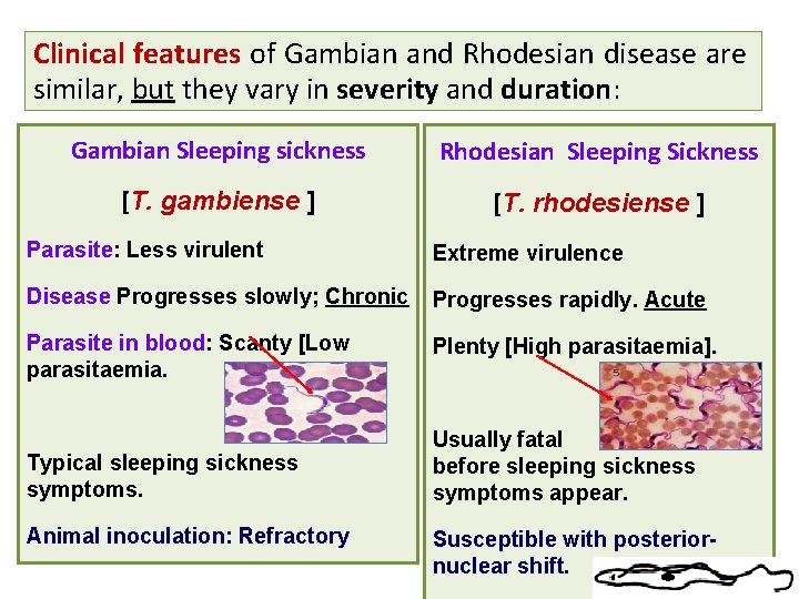 Clinical features of Gambian and Rhodesian disease are similar, but they vary in severity