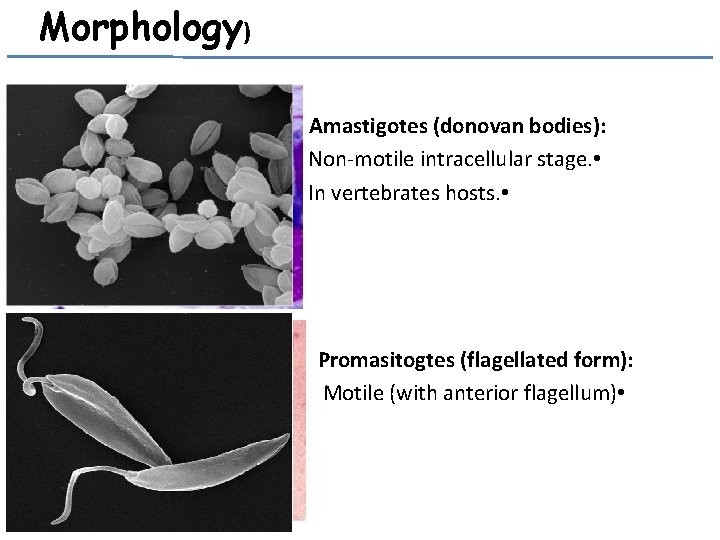 Morphology) Amastigotes (donovan bodies): Non-motile intracellular stage. • In vertebrates hosts. • Promasitogtes (flagellated