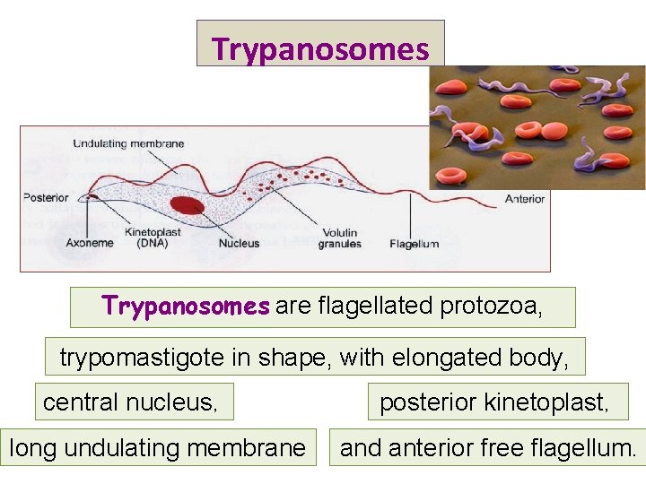 Trypanosomes are flagellated protozoa, trypomastigote in shape, with elongated body, central nucleus, long undulating
