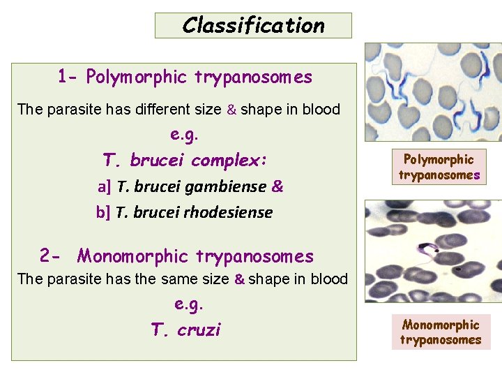 Classification 1 - Polymorphic trypanosomes The parasite has different size & shape in blood