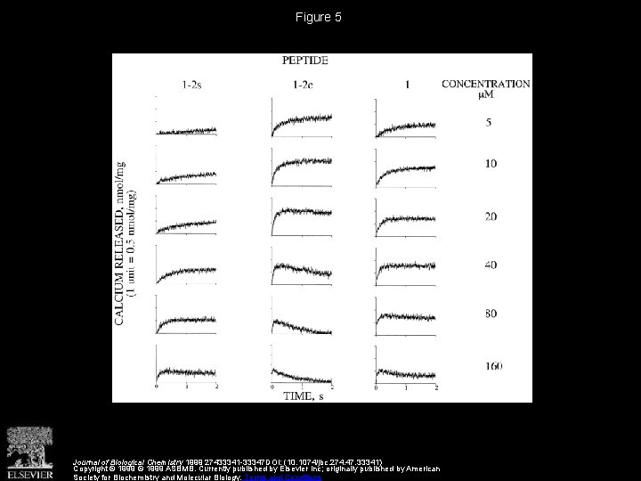Figure 5 Journal of Biological Chemistry 1999 27433341 -33347 DOI: (10. 1074/jbc. 274. 47.