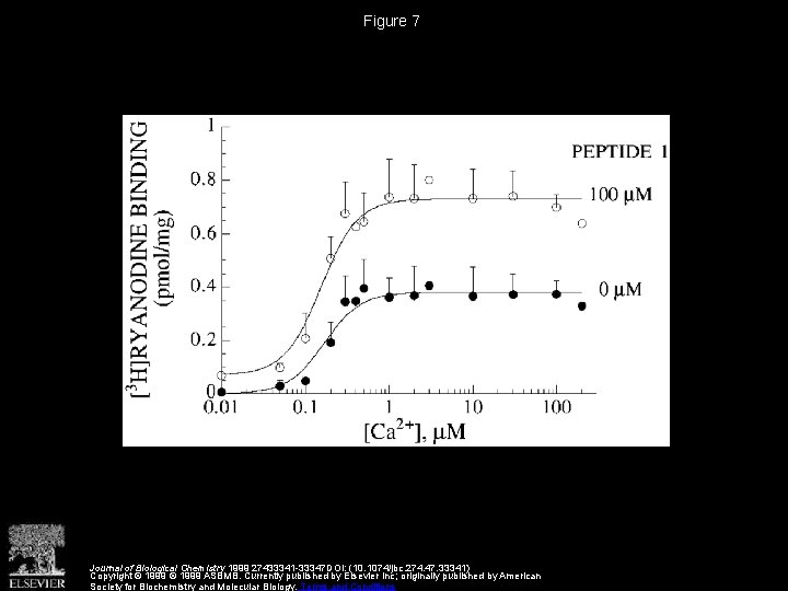 Figure 7 Journal of Biological Chemistry 1999 27433341 -33347 DOI: (10. 1074/jbc. 274. 47.
