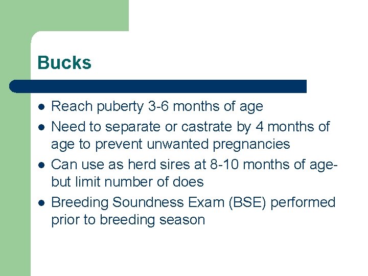 Bucks l l Reach puberty 3 -6 months of age Need to separate or
