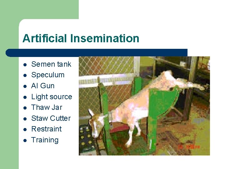 Artificial Insemination l l l l Semen tank Speculum AI Gun Light source Thaw