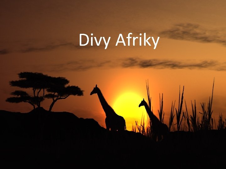 Divy Afriky 