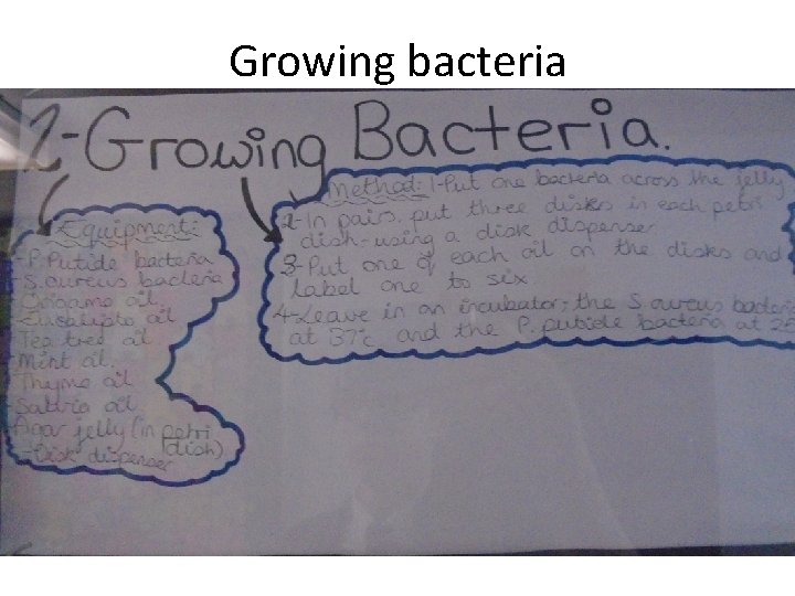 Growing bacteria 