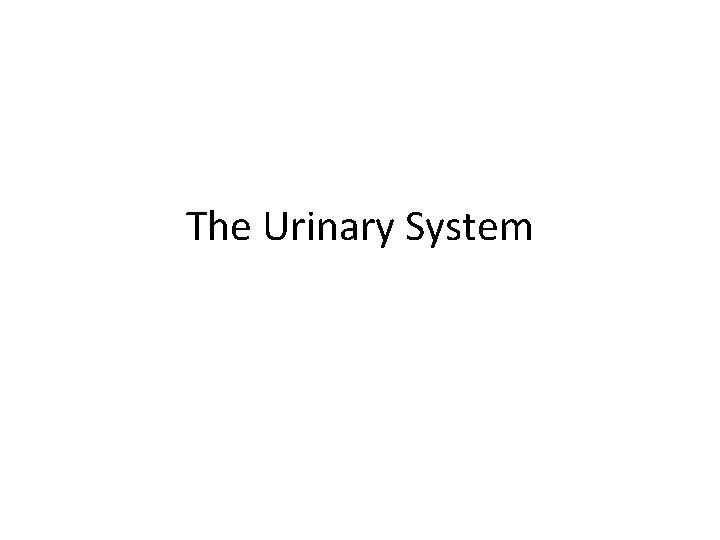 The Urinary System 