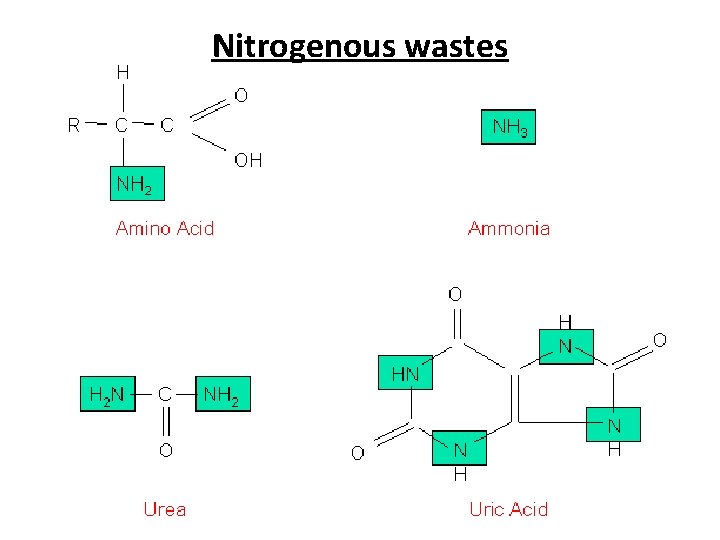 Nitrogenous wastes 
