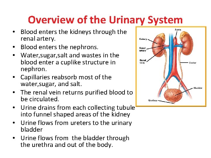 Overview of the Urinary System • Blood enters the kidneys through the renal artery.