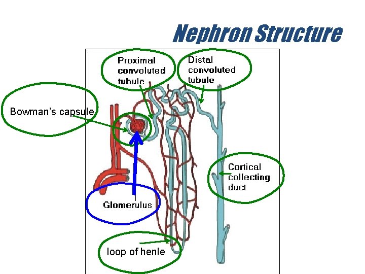 Nephron Structure Bowman’s capsule loop of henle 