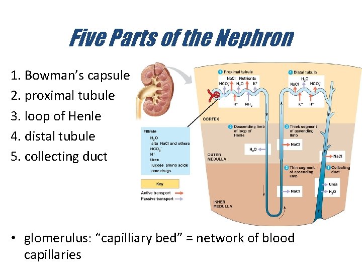 Five Parts of the Nephron 1. Bowman’s capsule 2. proximal tubule 3. loop of