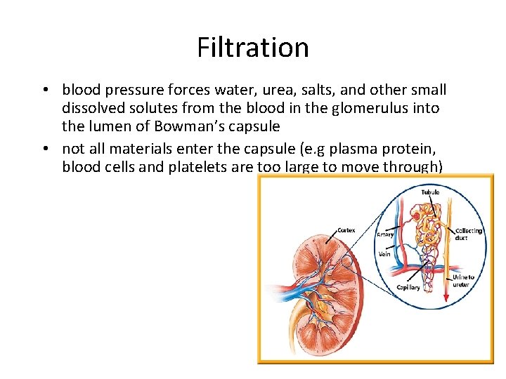 Filtration • blood pressure forces water, urea, salts, and other small dissolved solutes from