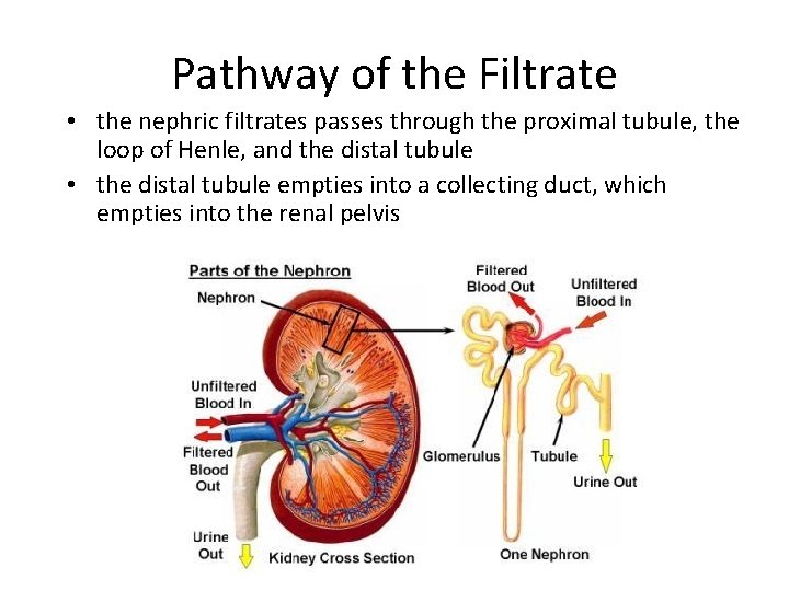 Pathway of the Filtrate • the nephric filtrates passes through the proximal tubule, the