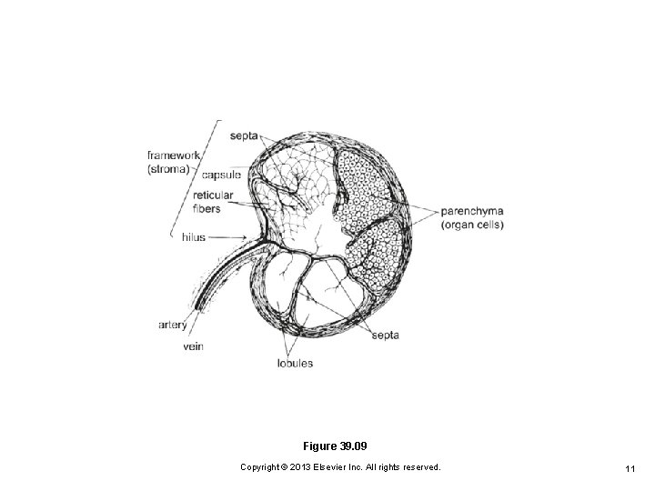 Figure 39. 09 Copyright © 2013 Elsevier Inc. All rights reserved. 11 