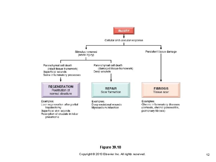 Figure 39. 10 Copyright © 2013 Elsevier Inc. All rights reserved. 12 