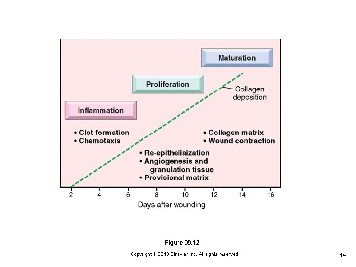 Figure 39. 12 Copyright © 2013 Elsevier Inc. All rights reserved. 14 