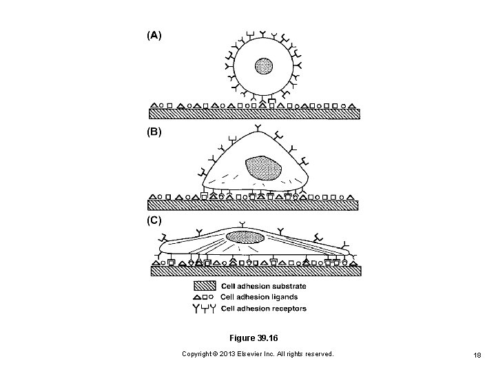 Figure 39. 16 Copyright © 2013 Elsevier Inc. All rights reserved. 18 