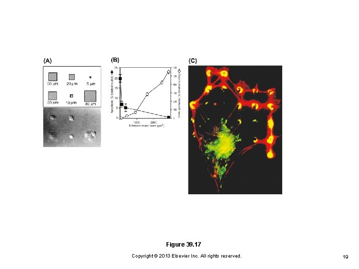 Figure 39. 17 Copyright © 2013 Elsevier Inc. All rights reserved. 19 