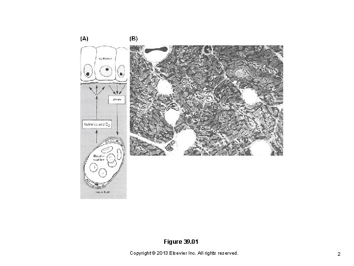 Figure 39. 01 Copyright © 2013 Elsevier Inc. All rights reserved. 2 