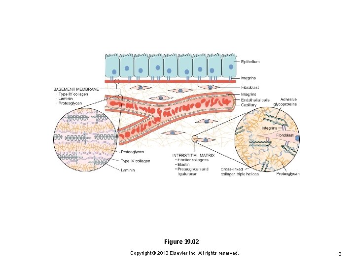 Figure 39. 02 Copyright © 2013 Elsevier Inc. All rights reserved. 3 