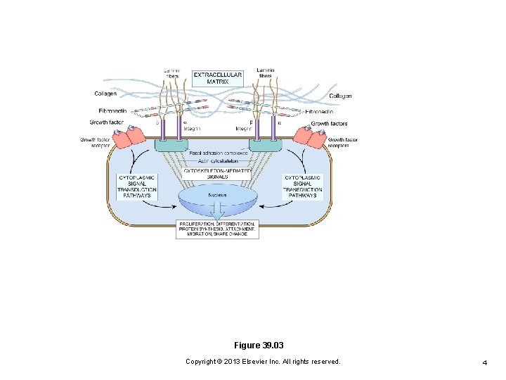 Figure 39. 03 Copyright © 2013 Elsevier Inc. All rights reserved. 4 