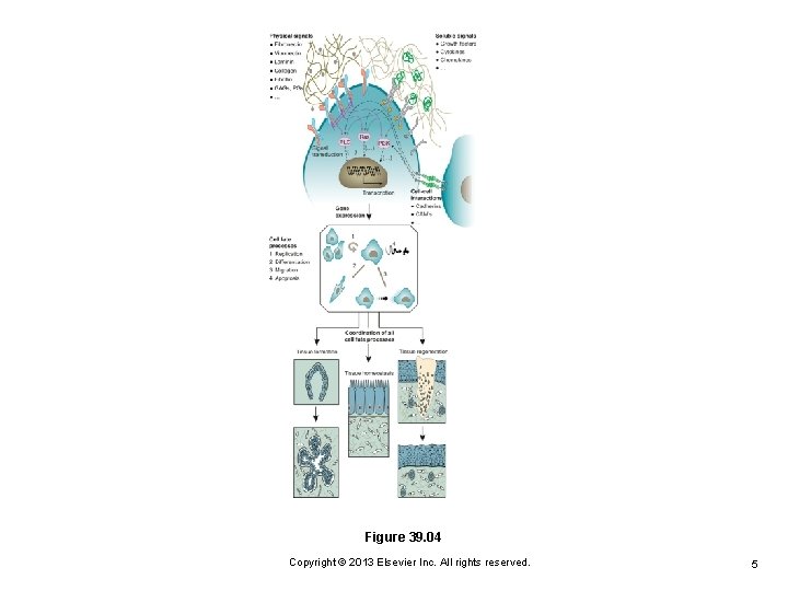 Figure 39. 04 Copyright © 2013 Elsevier Inc. All rights reserved. 5 