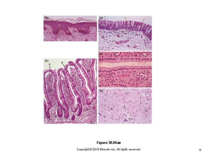 Figure 39. 05 ae Copyright © 2013 Elsevier Inc. All rights reserved. 6 