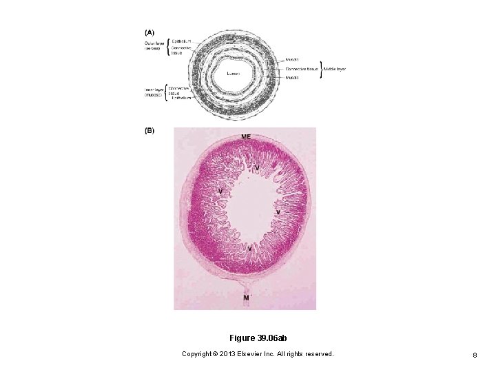 Figure 39. 06 ab Copyright © 2013 Elsevier Inc. All rights reserved. 8 