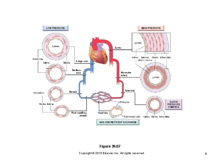 Figure 39. 07 Copyright © 2013 Elsevier Inc. All rights reserved. 9 