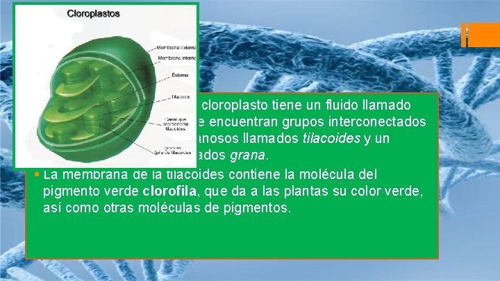 Cloroplastos § La membrana interna del cloroplasto tiene un fluido llamado estroma. En el