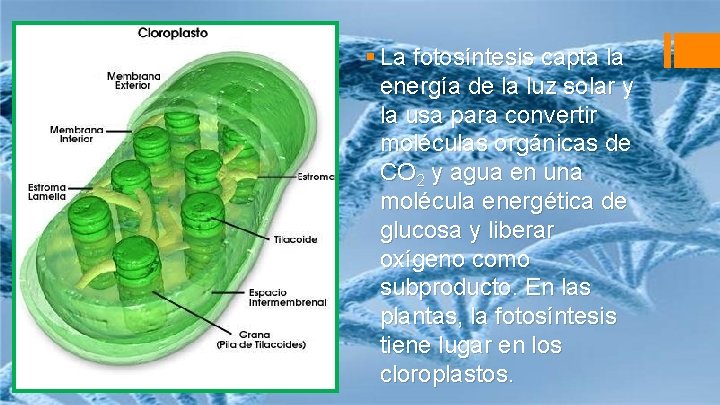 § La fotosíntesis capta la energía de la luz solar y la usa para