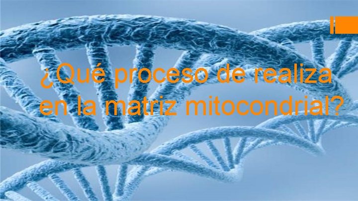 ¿Qué proceso de realiza en la matriz mitocondrial? 